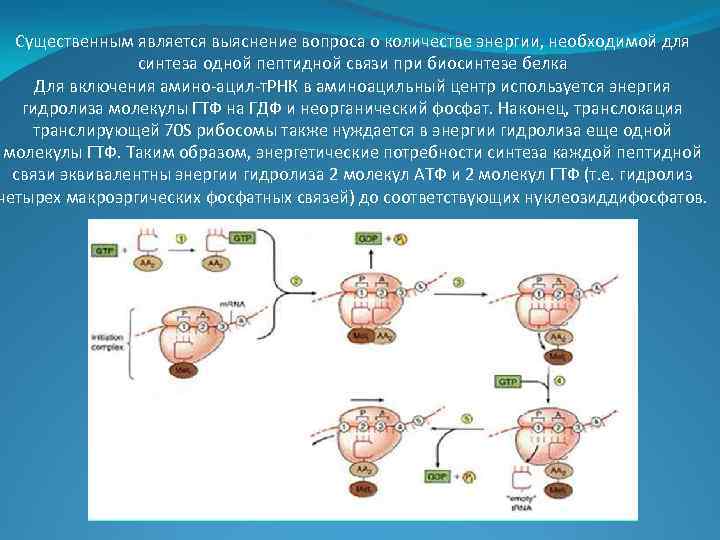 Существенным является выяснение вопроса о количестве энергии, необходимой для синтеза одной пептидной связи при