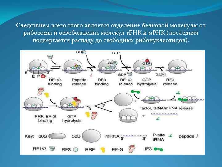 Следствием всего этого является отделение белковой молекулы от рибосомы и освобождение молекул т. РНК