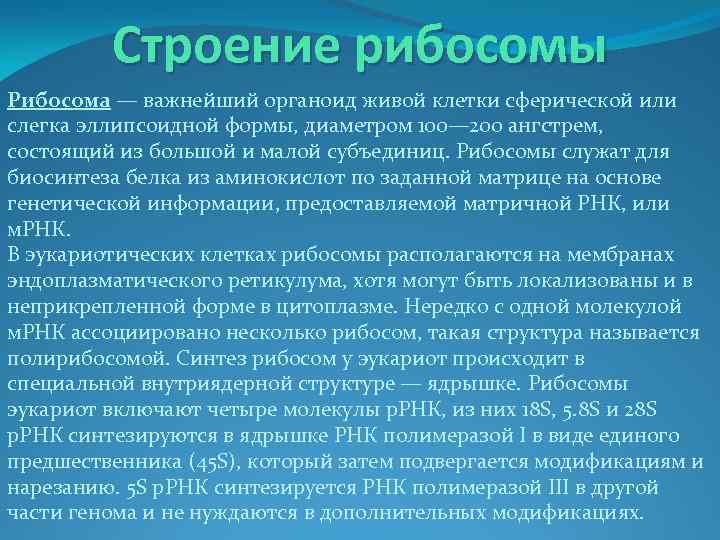 Строение рибосомы Рибосома — важнейший органоид живой клетки сферической или слегка эллипсоидной формы, диаметром