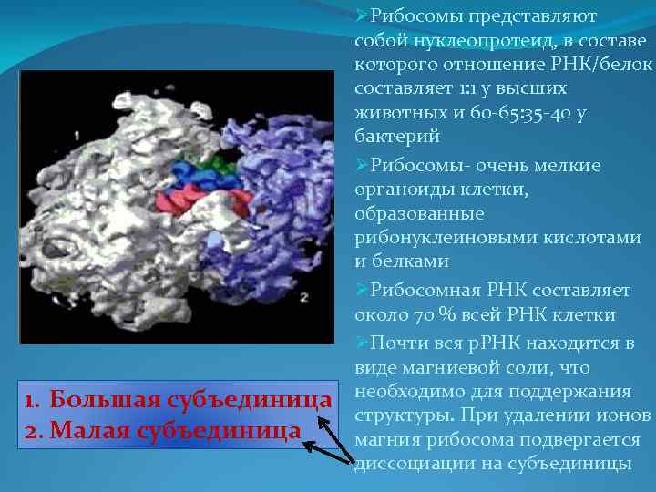 1. Большая субъединица 2. Малая субъединица ØРибосомы представляют собой нуклеопротеид, в составе которого отношение