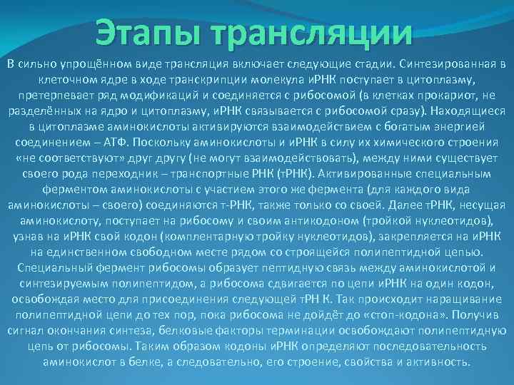 Этапы трансляции В сильно упрощённом виде трансляция включает следующие стадии. Синтезированная в клеточном ядре