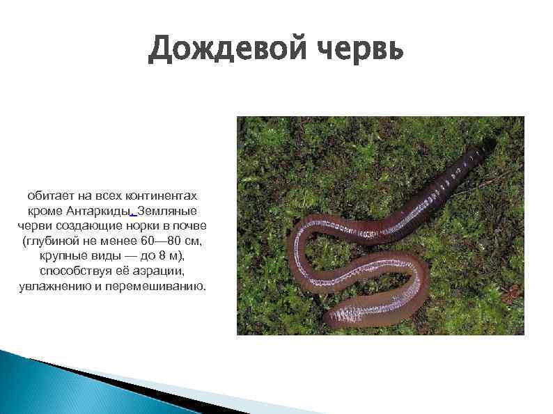 Сообщение о червях. Информация о дождевых червях. Дождевой червь описание. Доклад о дождевых червях.