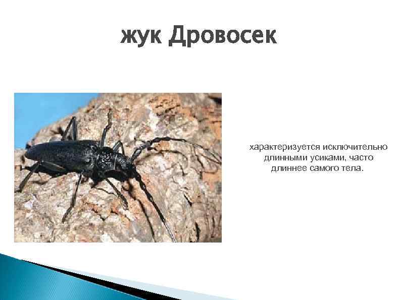 жук Дровосек характеризуется исключительно длинными усиками, часто длиннее самого тела. 