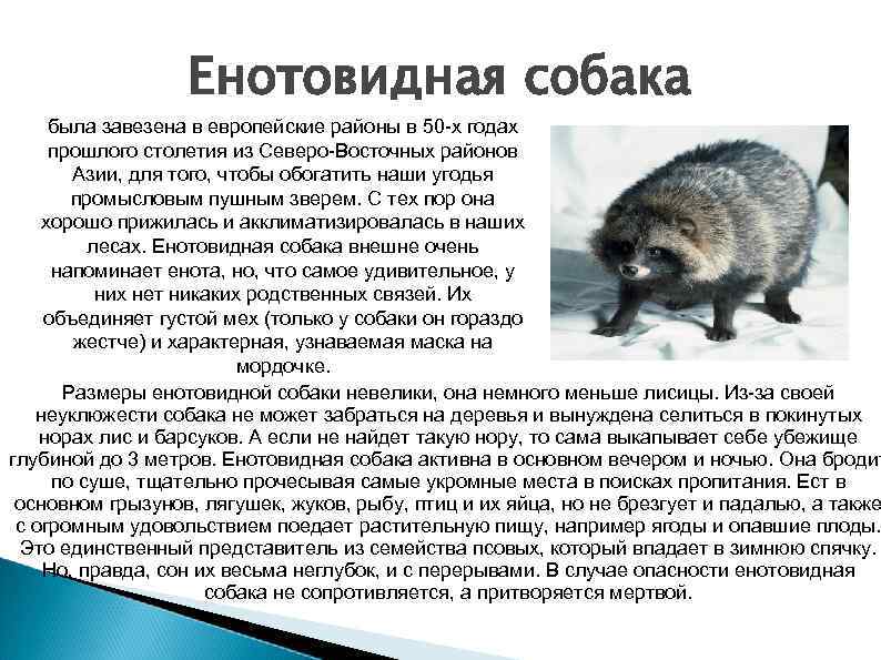Енотовидная собака была завезена в европейские районы в 50 -х годах прошлого столетия из