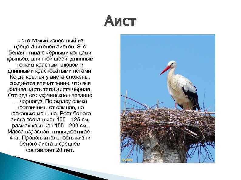 Аист - это самый известный из представителей аистов. Это белая птица с чёрными концами
