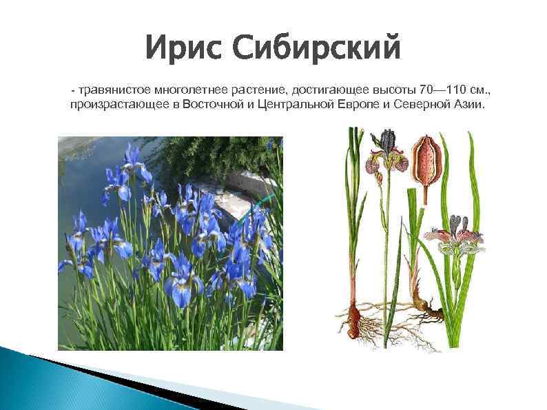 Ирис Сибирский - травянистое многолетнее растение, достигающее высоты 70— 110 см. , произрастающее в