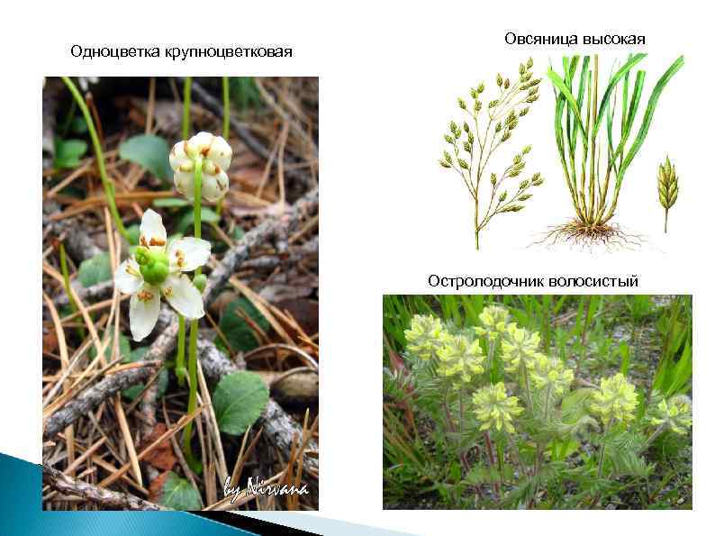 Одноцветка крупноцветковая Овсяница высокая Остролодочник волосистый 