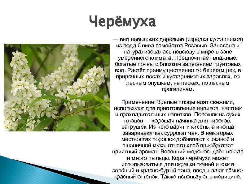 Черёмуха — вид невысоких деревьев (изредка кустарников) из рода Слива семейства Розовые. Занесена и