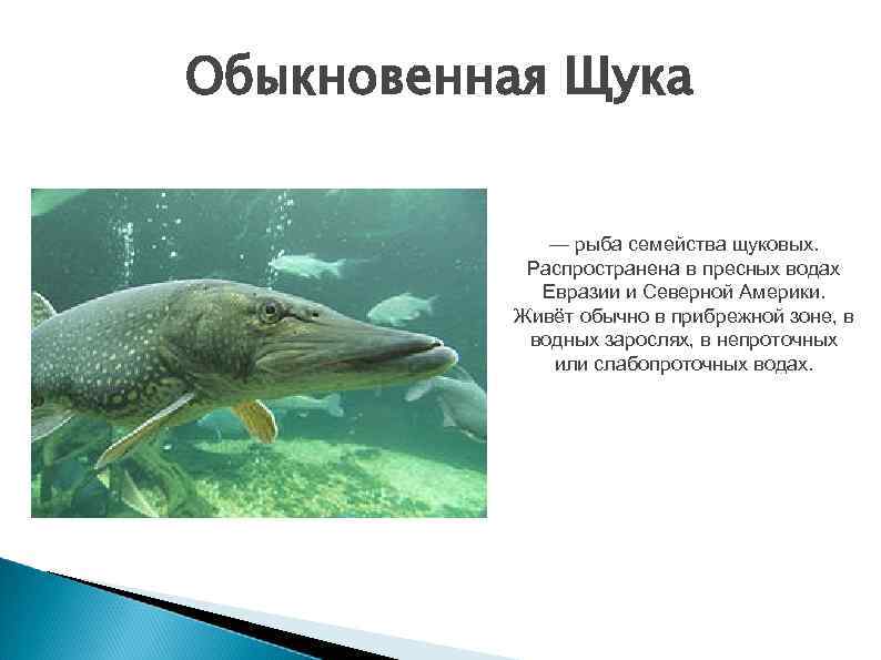 Обыкновенная Щука — рыба семейства щуковых. Распространена в пресных водах Евразии и Северной Америки.