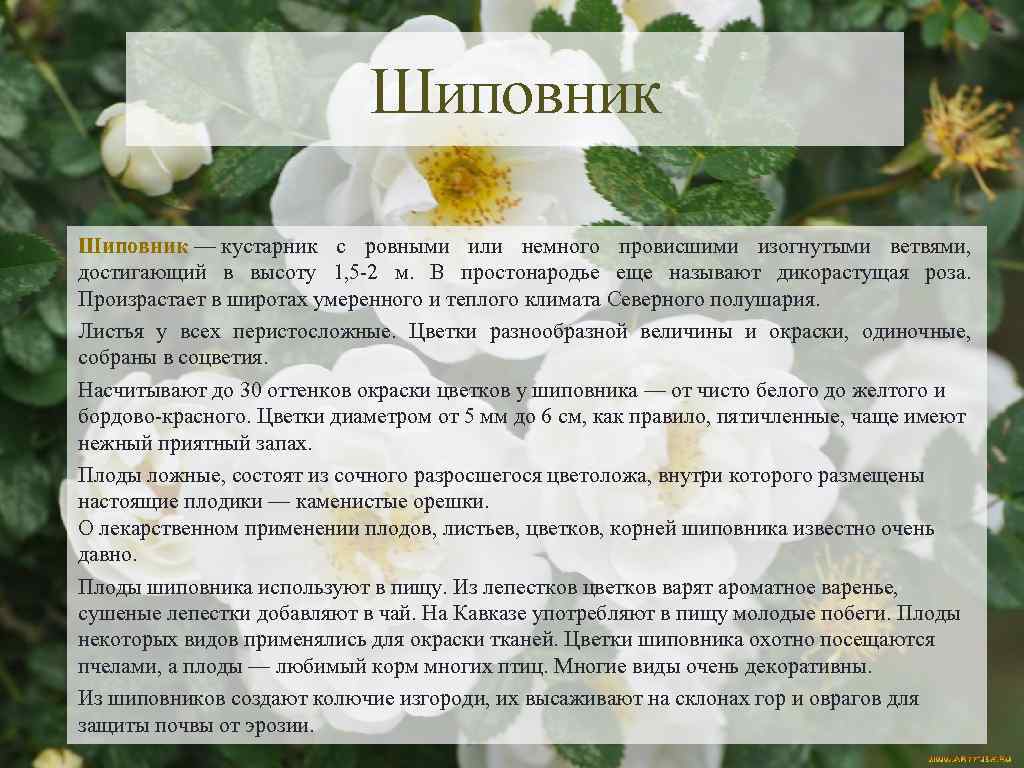 Шиповник — кустарник с ровными или немного провисшими изогнутыми ветвями, достигающий в высоту 1,