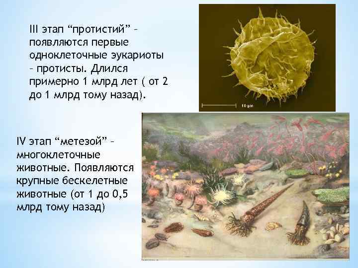 III этап “протистий” – появляются первые одноклеточные эукариоты – протисты. Длился примерно 1 млрд