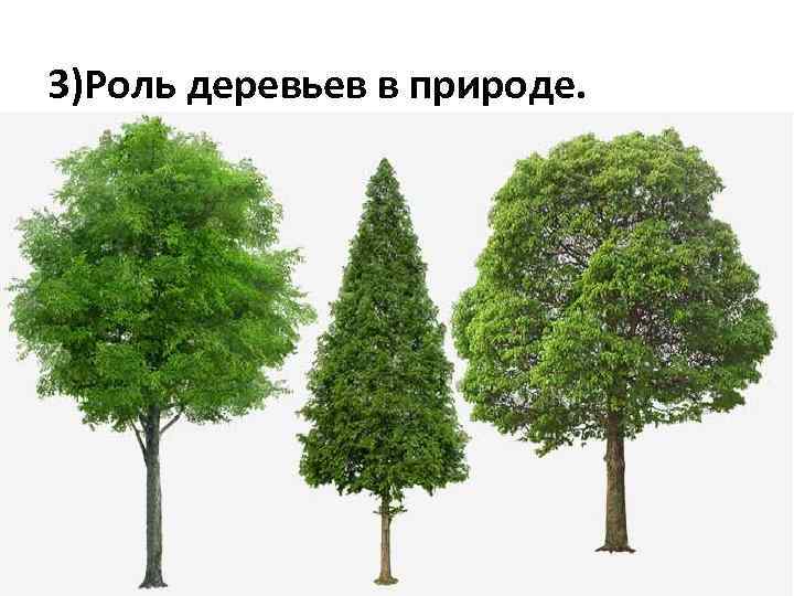 3)Роль деревьев в природе. 