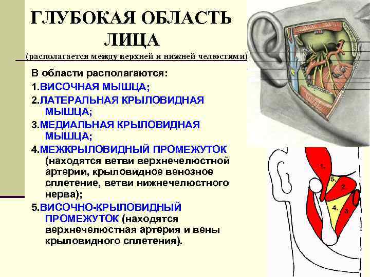 ГЛУБОКАЯ ОБЛАСТЬ ЛИЦА (располагается между верхней и нижней челюстями) В области располагаются: 1. ВИСОЧНАЯ