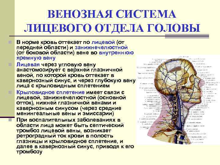 ВЕНОЗНАЯ СИСТЕМА ЛИЦЕВОГО ОТДЕЛА ГОЛОВЫ n В норме кровь оттекает по лицевой (от передней