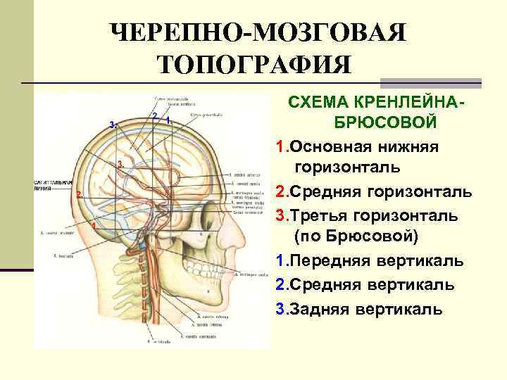 ЧЕРЕПНО-МОЗГОВАЯ ТОПОГРАФИЯ СХЕМА КРЕНЛЕЙНАБРЮСОВОЙ 1. Основная нижняя горизонталь 2. Средняя горизонталь 3. Третья горизонталь