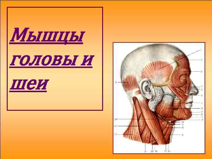 Мышцы головы и шеи 