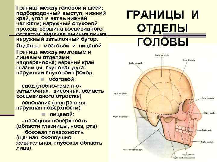 Граница между головой и шеей: подбородочный выступ; нижний край, угол и ветвь нижней челюсти;