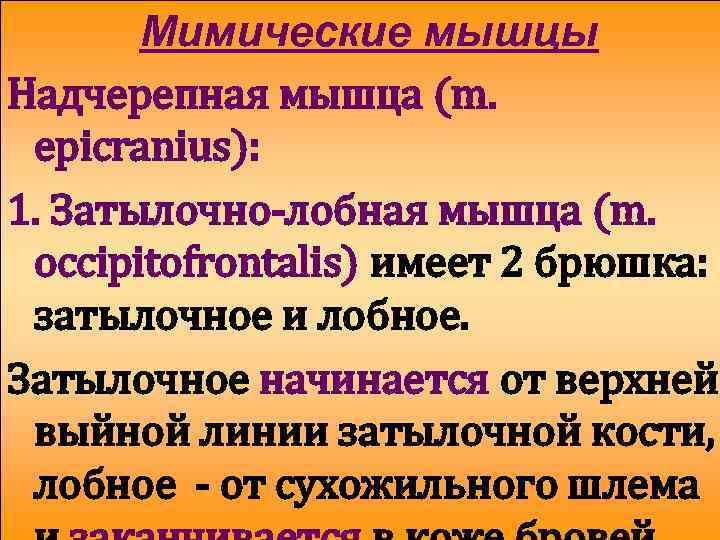 Мимические мышцы Надчерепная мышца (m. epicranius): 1. Затылочно-лобная мышца (m. occipitofrontalis) имеет 2 брюшка: