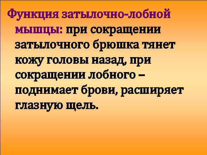 Функция затылочно-лобной мышцы: при сокращении затылочного брюшка тянет кожу головы назад, при сокращении лобного
