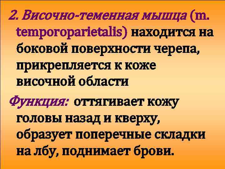 2. Височно-теменная мышца (m. temporoparietalis) находится на боковой поверхности черепа, прикрепляется к коже височной