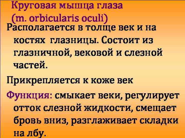 Круговая мышца глаза (m. orbicularis oculi) Располагается в толще век и на костях глазницы.