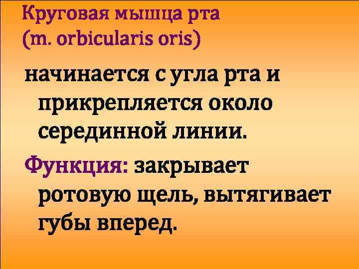 Круговая мышца рта (m. orbicularis oris) начинается с угла рта и прикрепляется около серединной