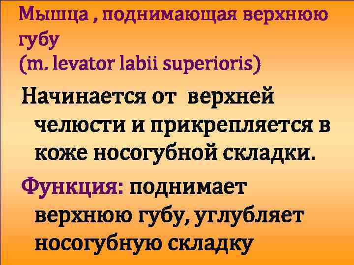 Мышца , поднимающая верхнюю губу (m. levator labii superioris) Начинается от верхней челюсти и