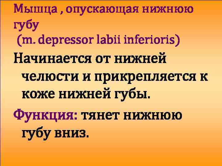 Мышца , опускающая нижнюю губу (m. depressor labii inferioris) Начинается от нижней челюсти и