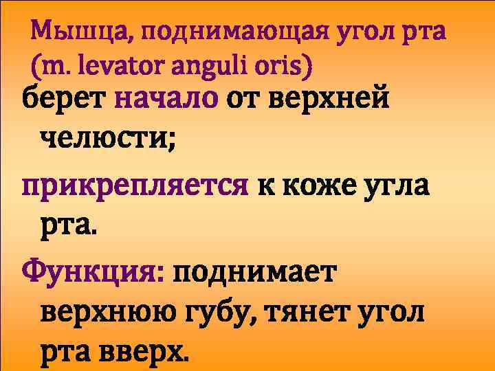 Мышца, поднимающая угол рта (m. levator anguli oris) берет начало от верхней челюсти; прикрепляется