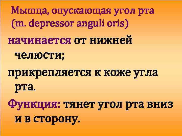 Мышца, опускающая угол рта (m. depressor anguli oris) начинается от нижней челюсти; прикрепляется к