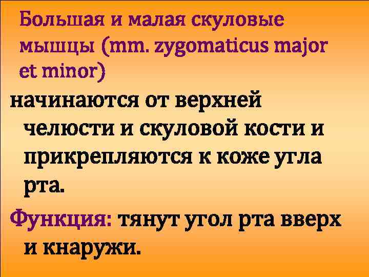 Большая и малая скуловые мышцы (mm. zygomaticus major et minor) начинаются от верхней челюсти