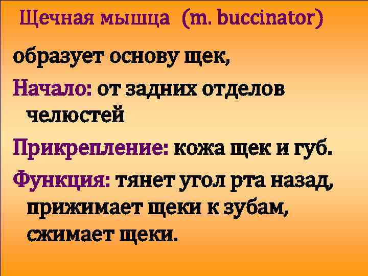 Щечная мышца (m. buccinator) образует основу щек, Начало: от задних отделов челюстей Прикрепление: кожа