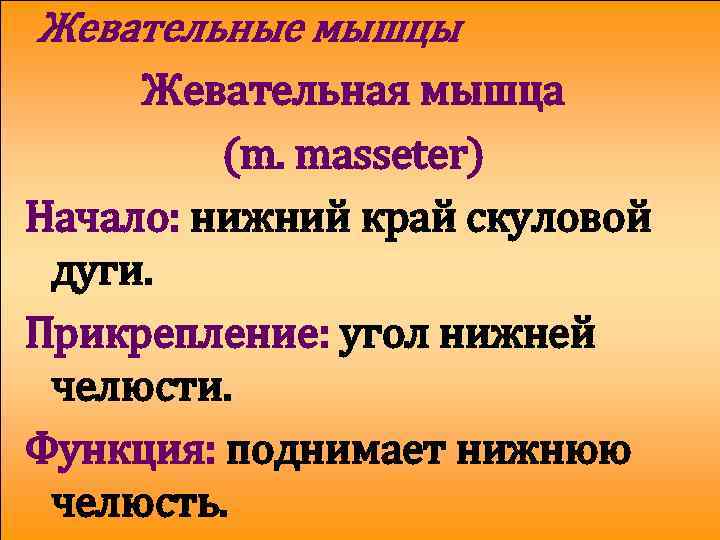 Жевательные мышцы Жевательная мышца (m. masseter) Начало: нижний край скуловой дуги. Прикрепление: угол нижней