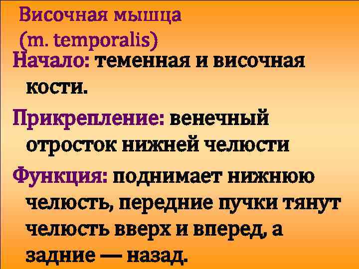 Височная мышца (m. temporalis) Начало: теменная и височная кости. Прикрепление: венечный отросток нижней челюсти