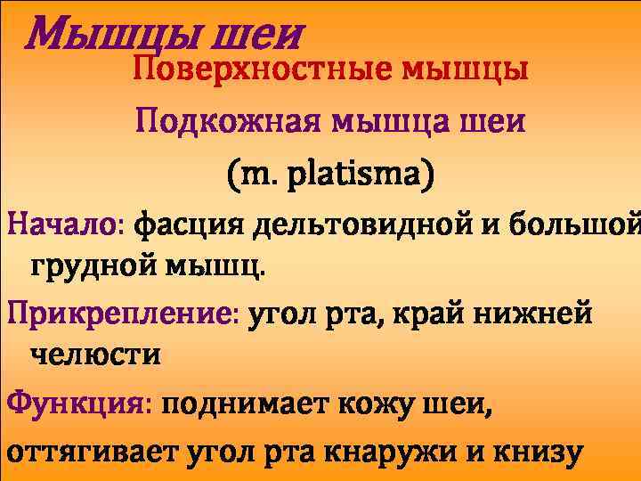 Мышцы шеи Поверхностные мышцы Подкожная мышца шеи (m. platisma) Начало: фасция дельтовидной и большой