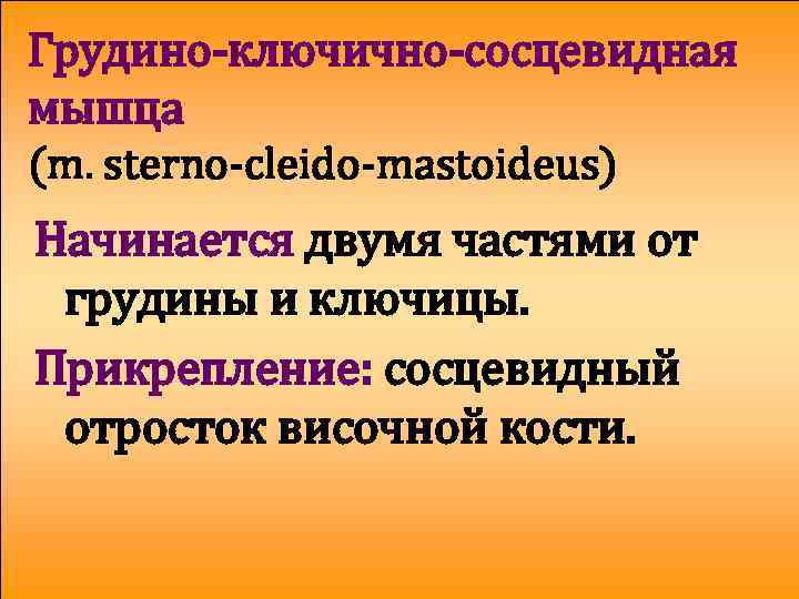 Грудино-ключично-сосцевидная мышца (m. sterno-cleido-mastoideus) Начинается двумя частями от грудины и ключицы. Прикрепление: сосцевидный отросток