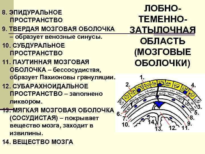 8. ЭПИДУРАЛЬНОЕ ПРОСТРАНСТВО 9. ТВЕРДАЯ МОЗГОВАЯ ОБОЛОЧКА – образует венозные синусы. 10. СУБДУРАЛЬНОЕ ПРОСТРАНСТВО