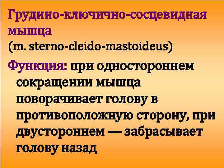 Грудино-ключично-сосцевидная мышца (m. sterno-cleido-mastoideus) Функция: при одностороннем сокращении мышца поворачивает голову в противоположную сторону,