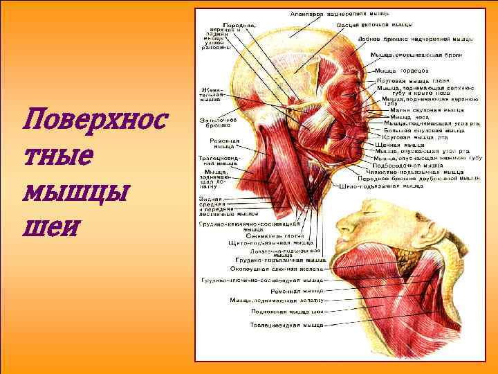 Поверхнос тные мышцы шеи 