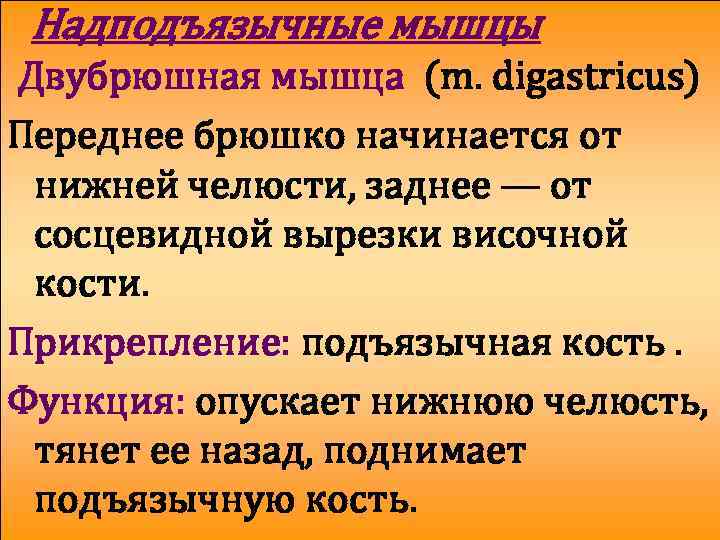 Надподъязычные мышцы Двубрюшная мышца (m. digastricus) Переднее брюшко начинается от нижней челюсти, заднее —