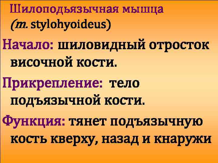 Шилоподьязычная мышца (m. stylohyoideus) Начало: шиловидный отросток височной кости. Прикрепление: тело подъязычной кости. Функция: