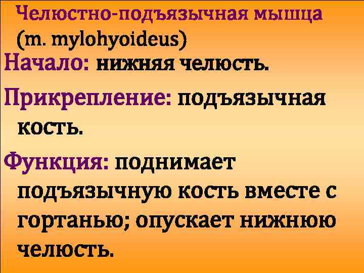 Челюстно-подъязычная мышца (m. mylohyoideus) Начало: нижняя челюсть. Прикрепление: подъязычная кость. Функция: поднимает подъязычную кость