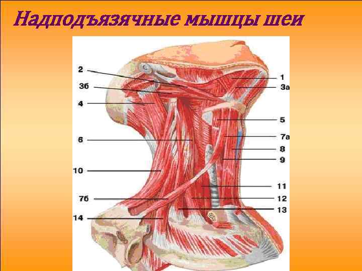 Надподъязячные мышцы шеи 