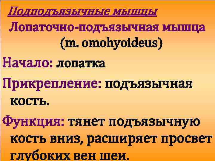 Подподъязычные мышцы Лопаточно-подъязычная мышца (m. omohyoideus) Начало: лопатка Прикрепление: подъязычная кость. Функция: тянет подъязычную