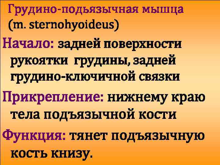 Грудино-подьязычная мышца (m. sternohyoideus) Начало: задней поверхности рукоятки грудины, задней грудино-ключичной связки Прикрепление: нижнему