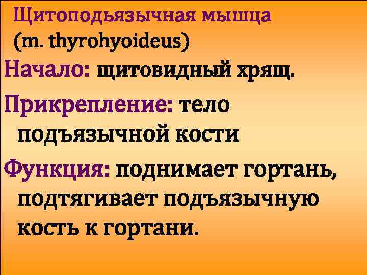 Щитоподьязычная мышца (m. thyrohyoideus) Начало: щитовидный хрящ. Прикрепление: тело подъязычной кости Функция: поднимает гортань,