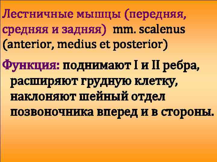Лестничные мышцы (передняя, средняя и задняя) mm. scalenus (anterior, medius et posterior) Функция: поднимают