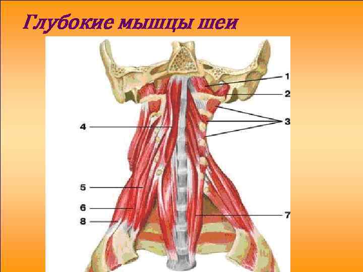 Глубокие мышцы шеи 
