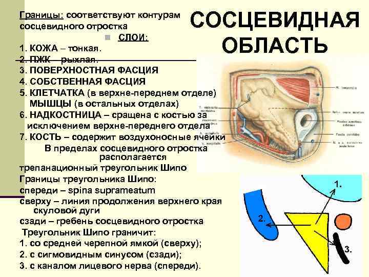 СОСЦЕВИДНАЯ ОБЛАСТЬ Границы: соответствуют контурам сосцевидного отростка n СЛОИ: 1. КОЖА – тонкая. 2.