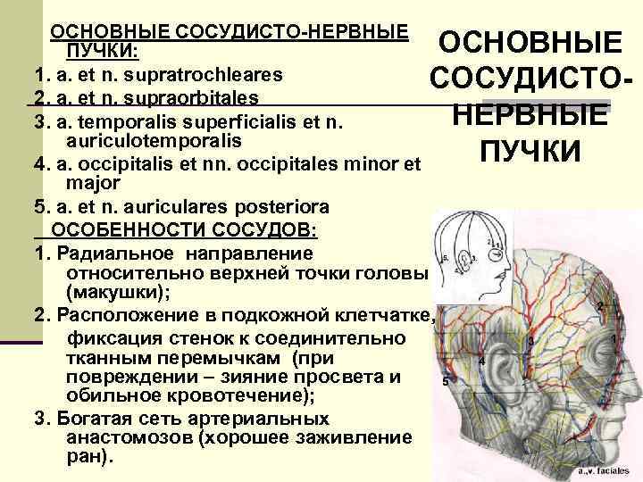 ОСНОВНЫЕ СОСУДИСТО-НЕРВНЫЕ ОСНОВНЫЕ ПУЧКИ: 1. a. et n. supratrochleares СОСУДИСТО 2. a. et n.